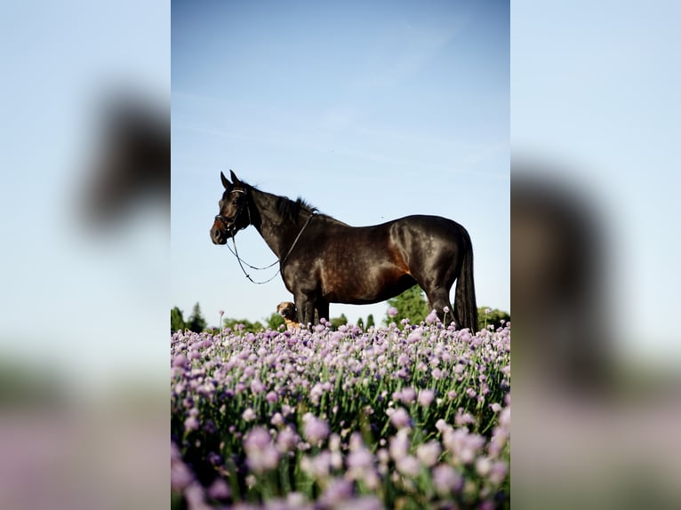 Württemberger Stute 12 Jahre 172 cm Schwarzbrauner in Bietigheim-Bissingen