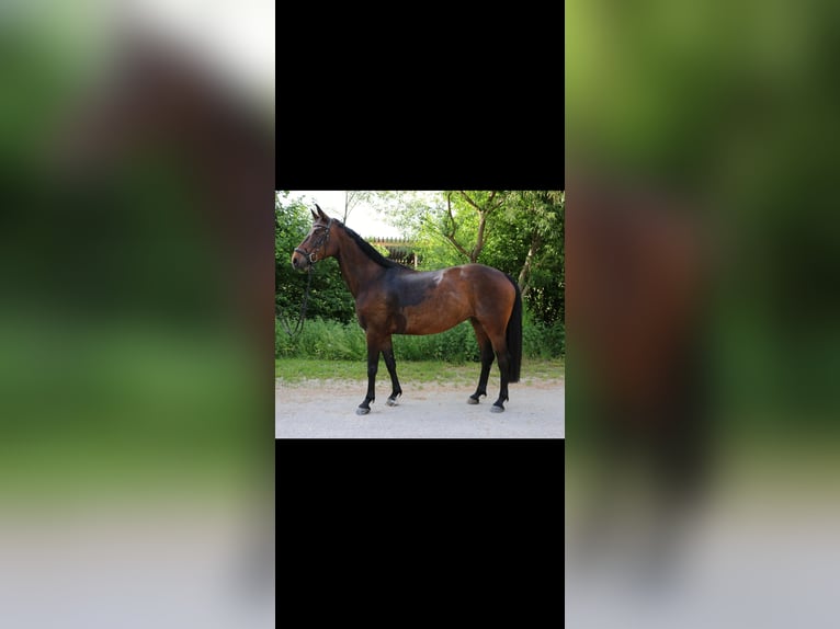 Württemberger Stute 13 Jahre 163 cm Brauner in Bad Urach