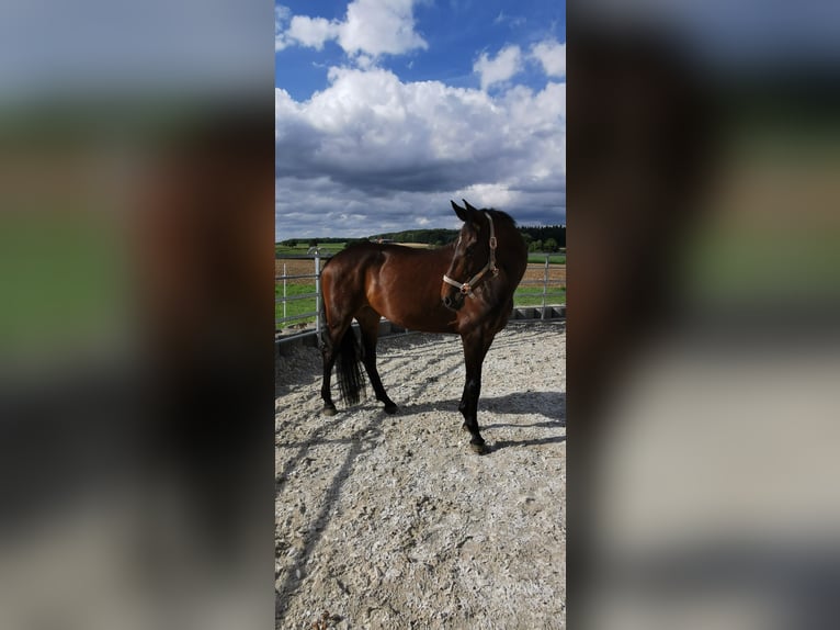 Württemberger Stute 13 Jahre 163 cm Brauner in Bad Urach