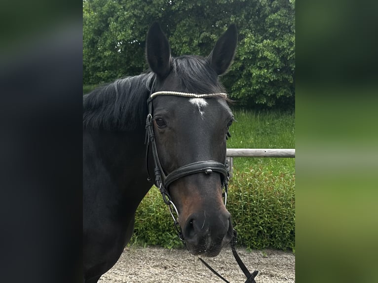 Württemberger Stute 13 Jahre 163 cm Dunkelbrauner in Tübingen