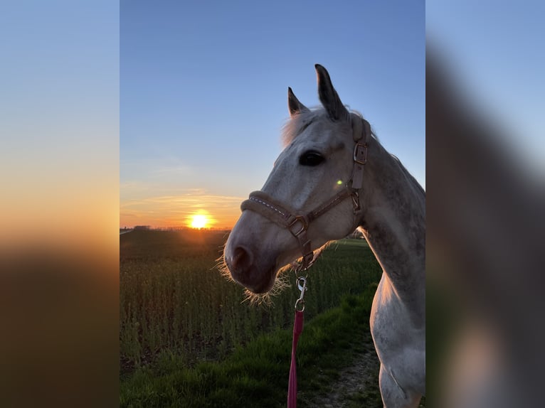 Württemberger Stute 13 Jahre 165 cm Schimmel in Oberschwarzach ( Mutzenroth)
