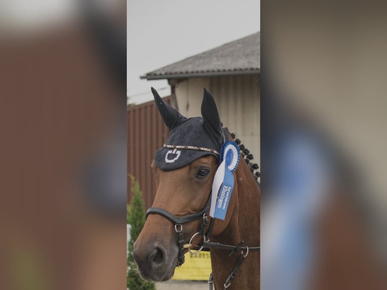 Württemberger Stute 13 Jahre 168 cm Brauner in Griesheim