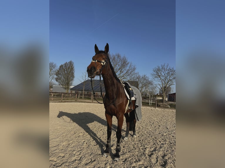 Württemberger Stute 13 Jahre 168 cm Brauner in Griesheim