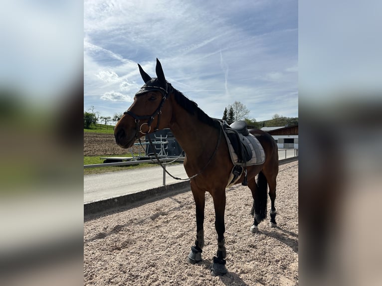 Württemberger Stute 13 Jahre 168 cm Brauner in Griesheim