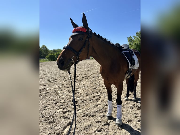 Württemberger Stute 13 Jahre 168 cm Brauner in Griesheim