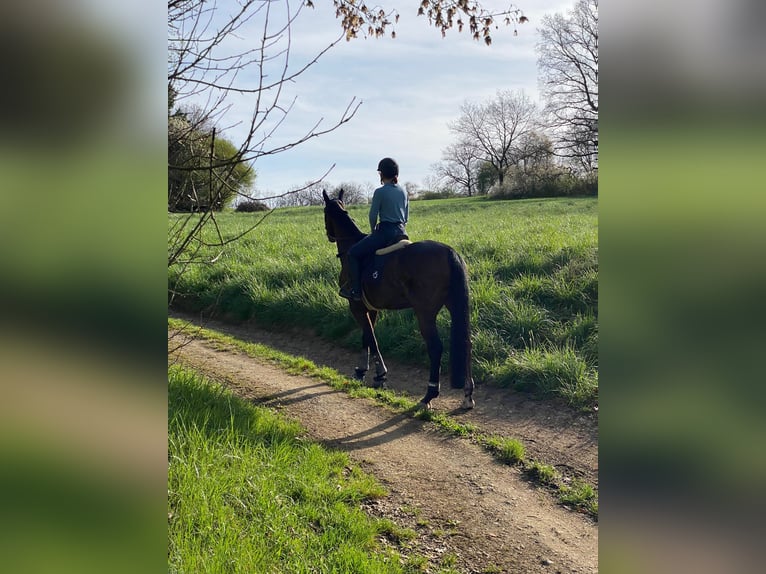 Württemberger Stute 13 Jahre 168 cm Brauner in Griesheim