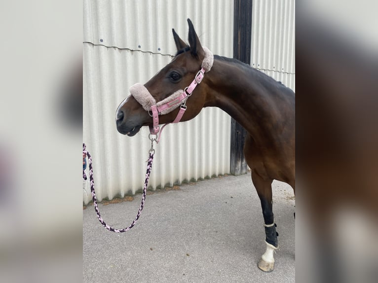 Württemberger Stute 13 Jahre 172 cm Brauner in Sindelfingen