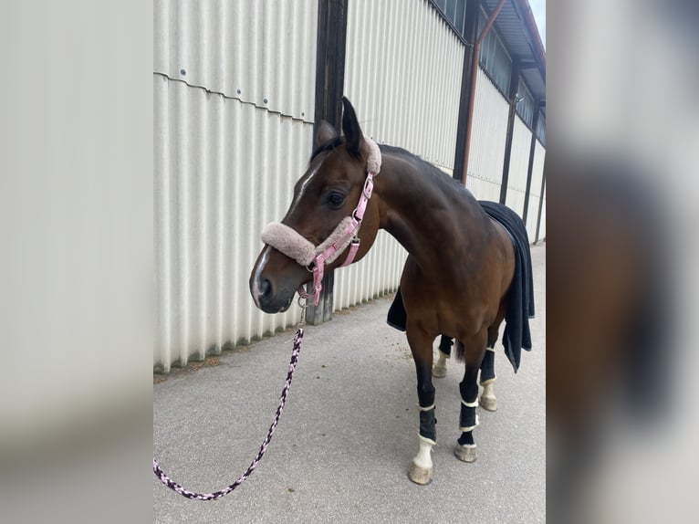 Württemberger Stute 13 Jahre 172 cm Brauner in Sindelfingen