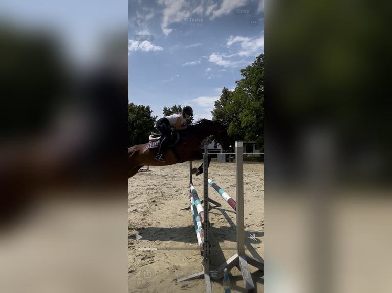 Württemberger Stute 13 Jahre 172 cm Brauner in Sindelfingen