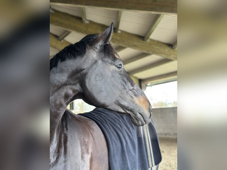 Württemberger Stute 13 Jahre 178 cm Schwarzbrauner in Besigheim