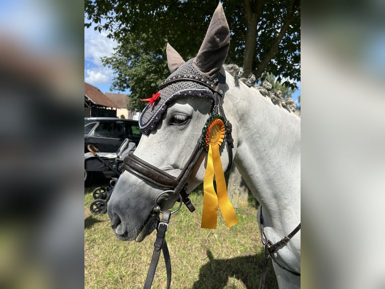 Württemberger Stute 14 Jahre 163 cm Schimmel in Stutensee
