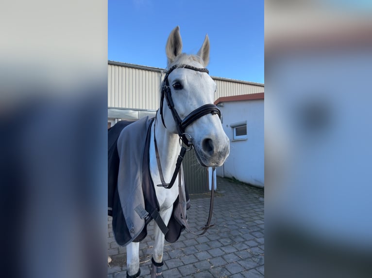 Württemberger Stute 14 Jahre 163 cm Schimmel in Stutensee