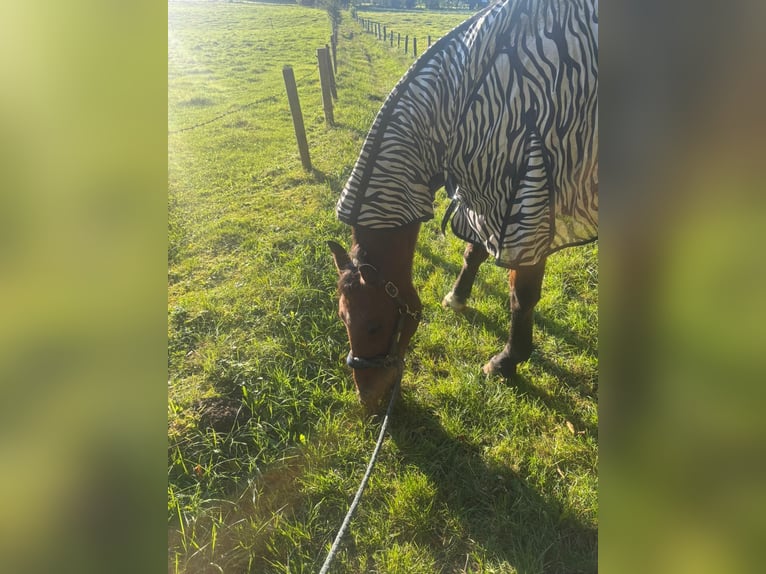 Württemberger Stute 14 Jahre 165 cm Brauner in Berg