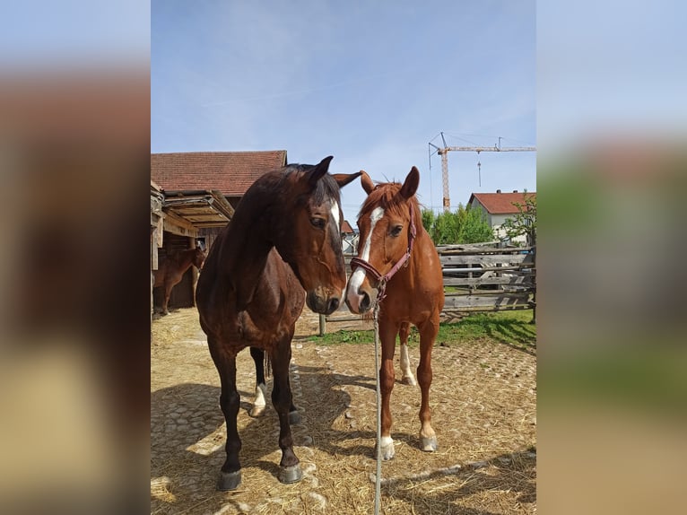 Württemberger Stute 14 Jahre 165 cm Fuchs in Regensburg