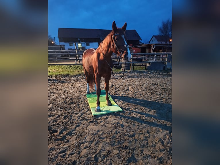 Württemberger Stute 14 Jahre 165 cm Fuchs in Regensburg
