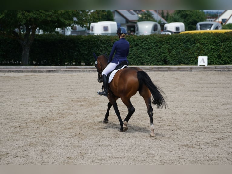 Württemberger Stute 14 Jahre in Altensteig