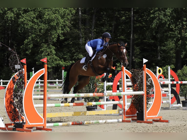 Württemberger Stute 14 Jahre in Altensteig