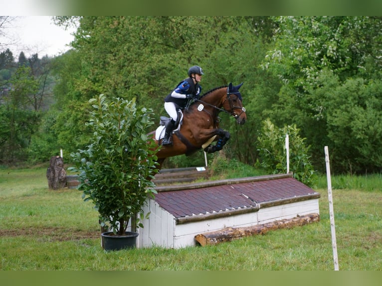 Württemberger Stute 14 Jahre in Altensteig