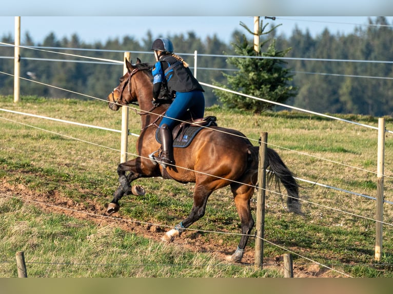 Württemberger Stute 14 Jahre in Altensteig