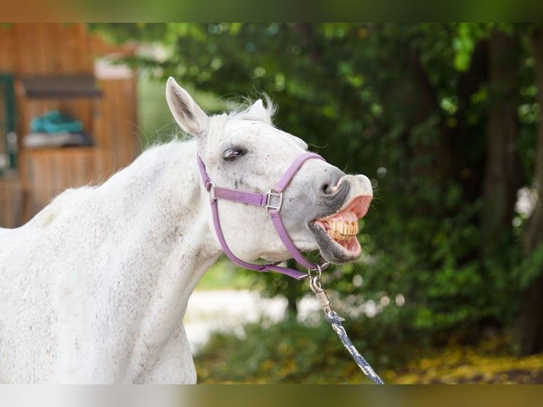 Württemberger Stute 15 Jahre 158 cm Schimmel in Reutte