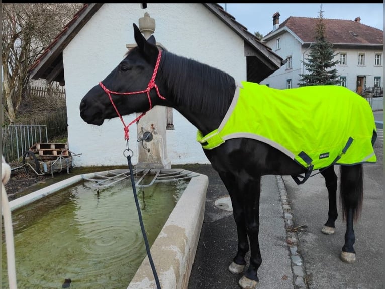 Württemberger Mix Stute 15 Jahre 162 cm Schwarzbrauner in Siblingen