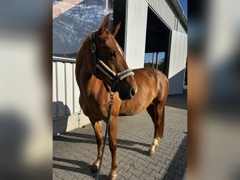 Württemberger Stute 15 Jahre 163 cm Fuchs in Berschweiler bei kirn
