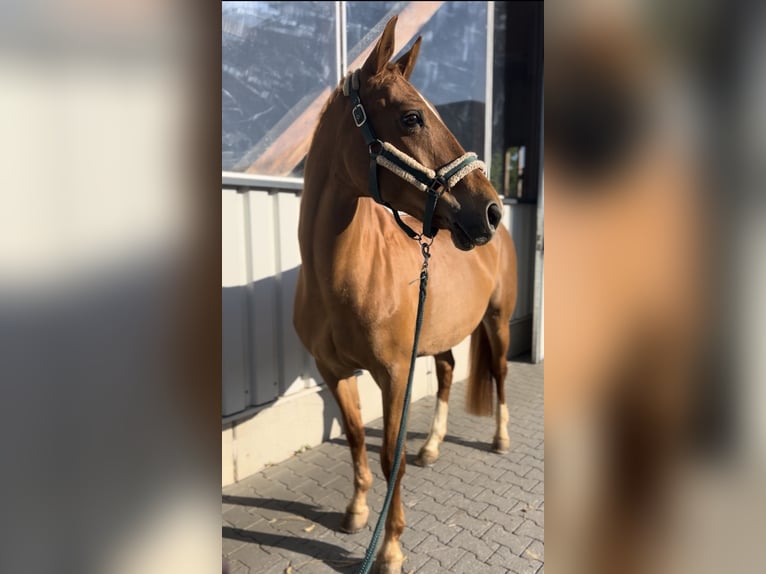 Württemberger Stute 15 Jahre 163 cm Fuchs in Berschweiler bei kirn