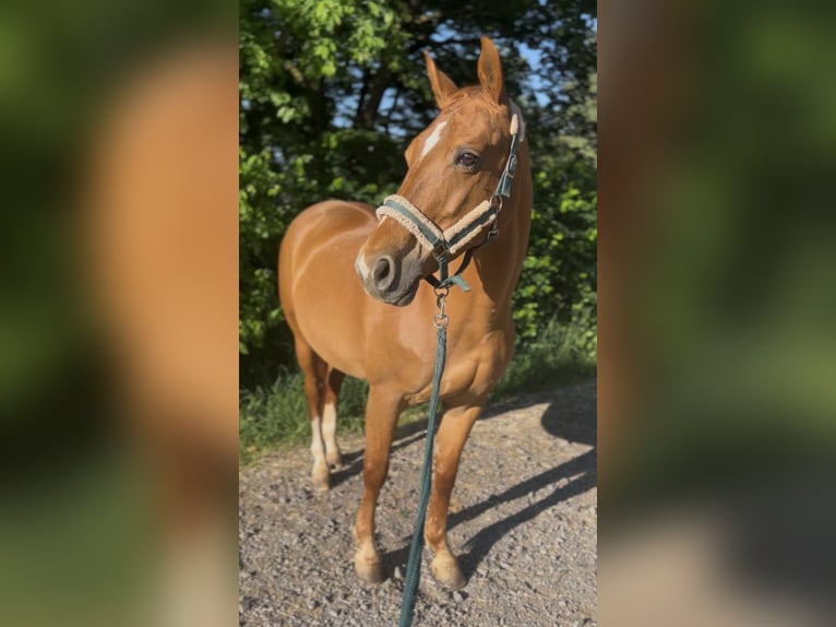 Württemberger Stute 15 Jahre 163 cm Fuchs in Berschweiler bei kirn