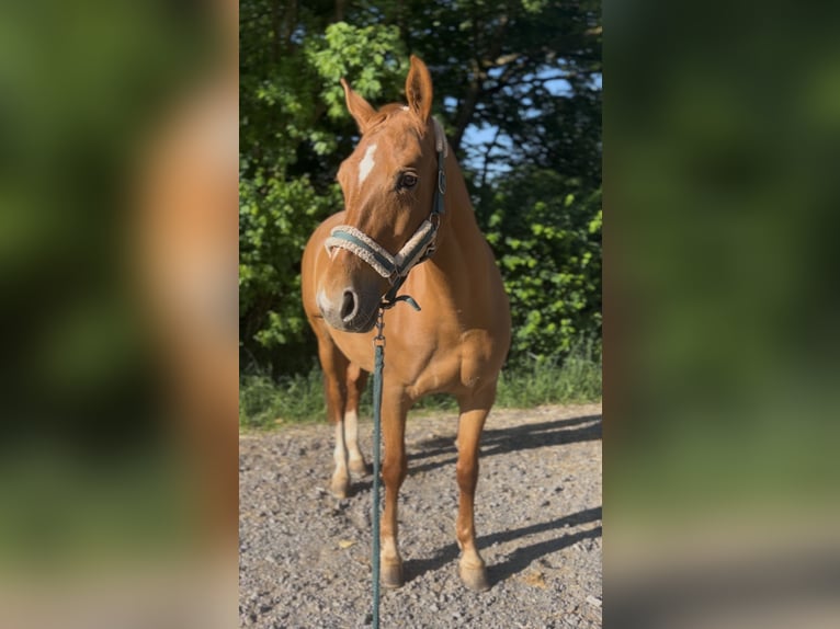 Württemberger Stute 15 Jahre 163 cm Fuchs in Berschweiler bei kirn