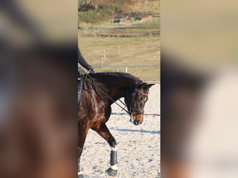 Württemberger Stute 15 Jahre 165 cm Dunkelbrauner in Winnenden