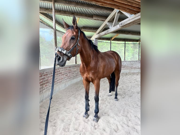 Württemberger Stute 15 Jahre 167 cm Brauner in Bad Hersfeld Württemberger Stute 15 Jahre 167 cm Brauner in Bad Hersfeld