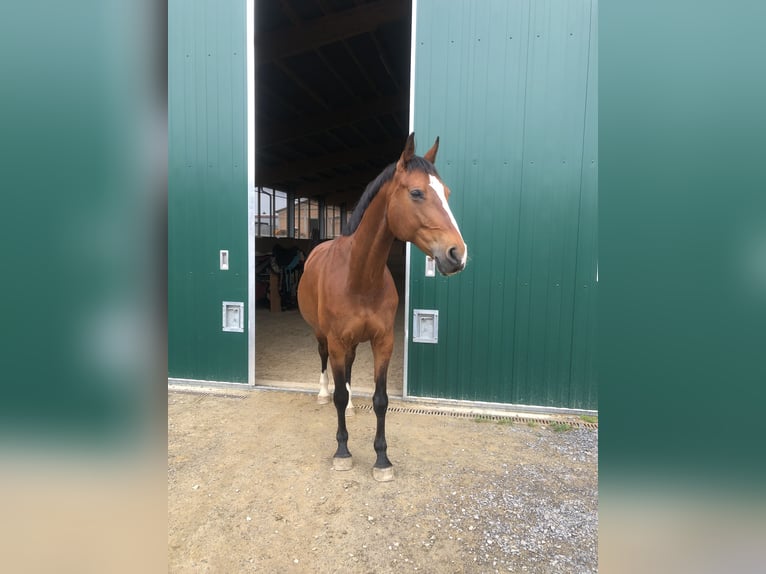 Württemberger Stute 15 Jahre 167 cm Rotbrauner in Bönnigheim