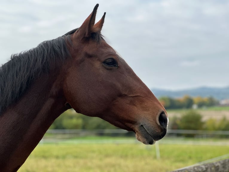 Württemberger Stute 15 Jahre 167 cm Rotbrauner in Bönnigheim