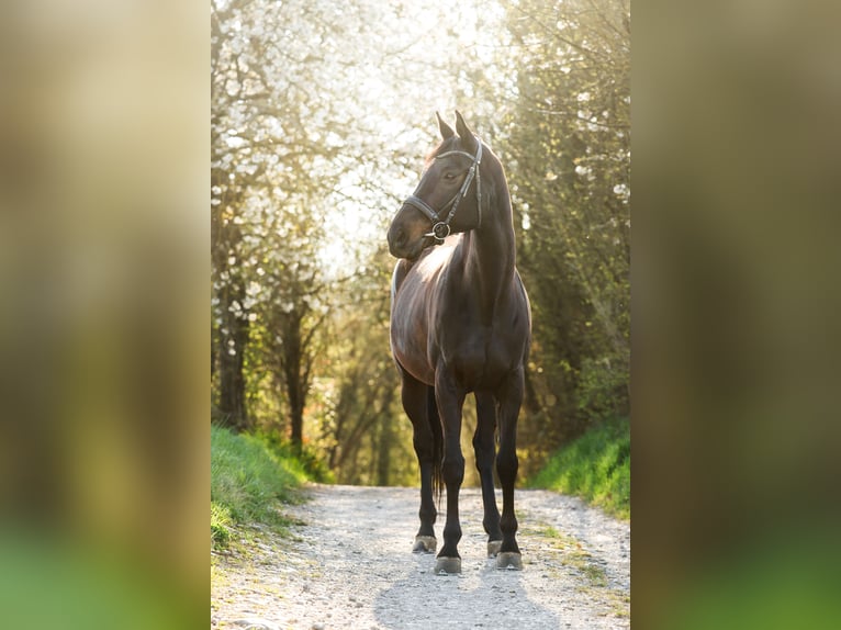 Württemberger Stute 15 Jahre 167 cm Schwarzbrauner in Marbach am Neckar