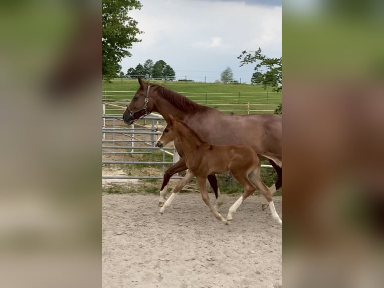 Württemberger Stute 15 Jahre 173 cm Fuchs in G&#xF6;ggingen