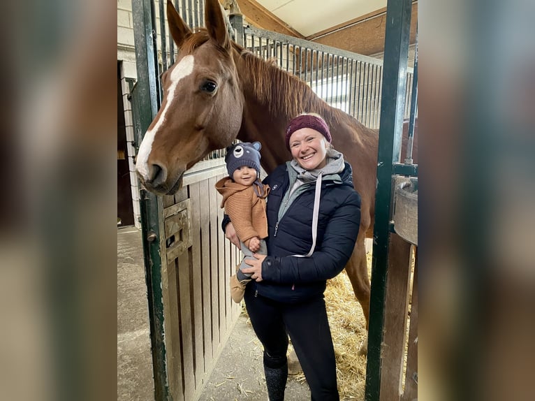 Württemberger Stute 15 Jahre 173 cm Fuchs in G&#xF6;ggingen