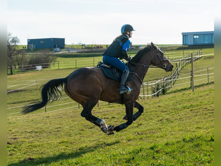 Württemberger Stute 15 Jahre in Altensteig