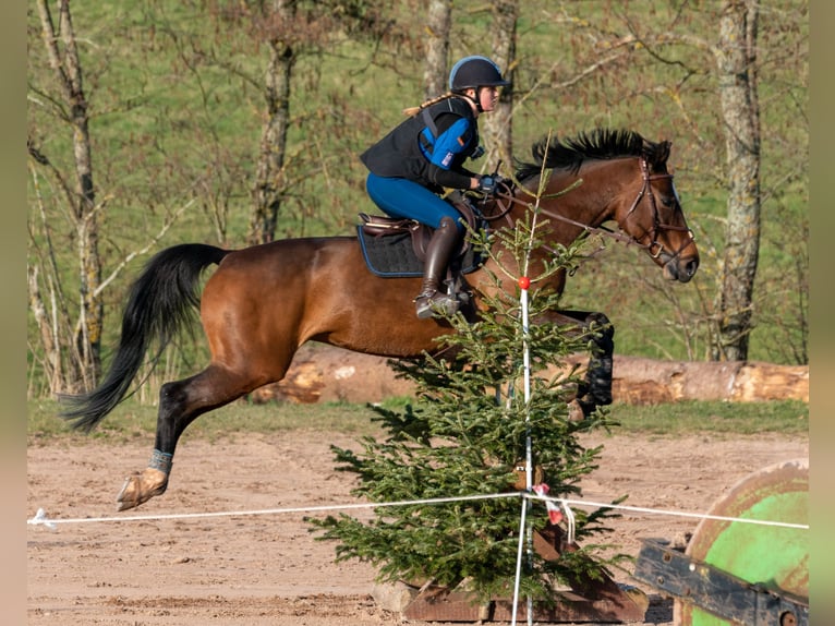 Württemberger Stute 15 Jahre in Altensteig
