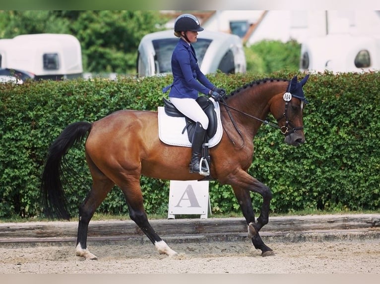 Württemberger Stute 15 Jahre in Altensteig