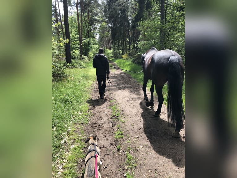 Württemberger Stute 16 Jahre 168 cm Dunkelbrauner in Erzhausen