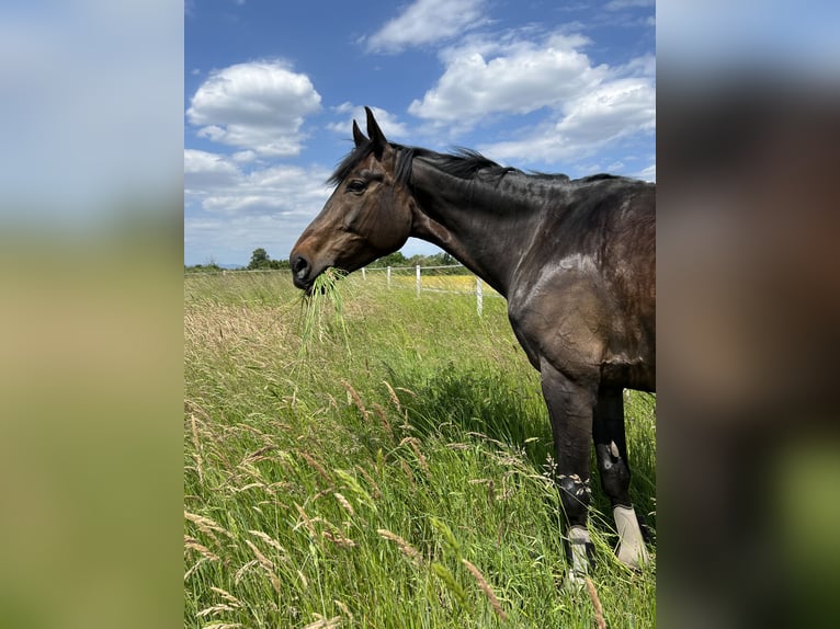 Württemberger Stute 16 Jahre 168 cm Dunkelbrauner in Erzhausen
