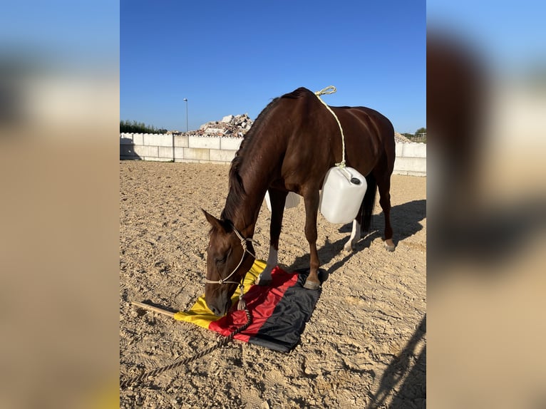 Württemberger Stute 16 Jahre 174 cm Dunkelfuchs in Überlingen