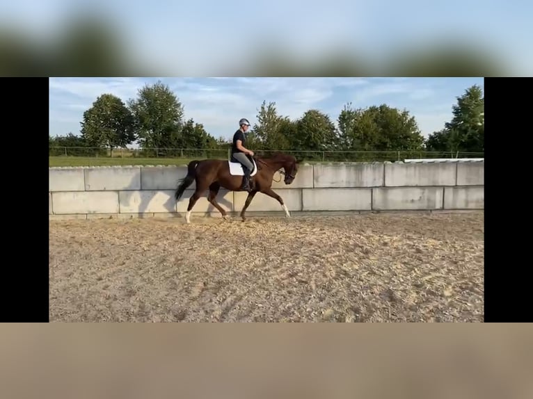 Württemberger Stute 16 Jahre 174 cm Dunkelfuchs in Überlingen