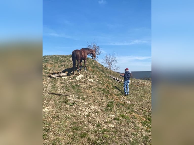Württemberger Stute 16 Jahre 174 cm Dunkelfuchs in Überlingen