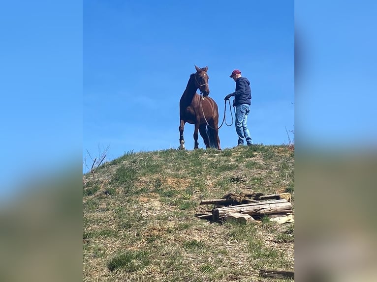Württemberger Stute 16 Jahre 174 cm Dunkelfuchs in Überlingen