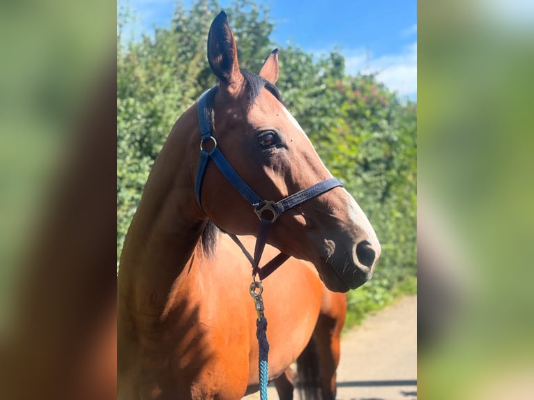 Württemberger Stute 17 Jahre 163 cm Brauner in Markgröningen