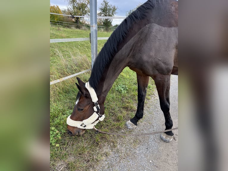 Württemberger Stute 17 Jahre 168 cm Dunkelbrauner in Schwieberdingen
