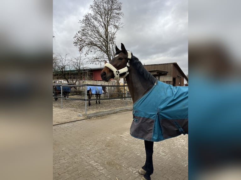 Württemberger Stute 17 Jahre 168 cm Dunkelbrauner in Schwieberdingen