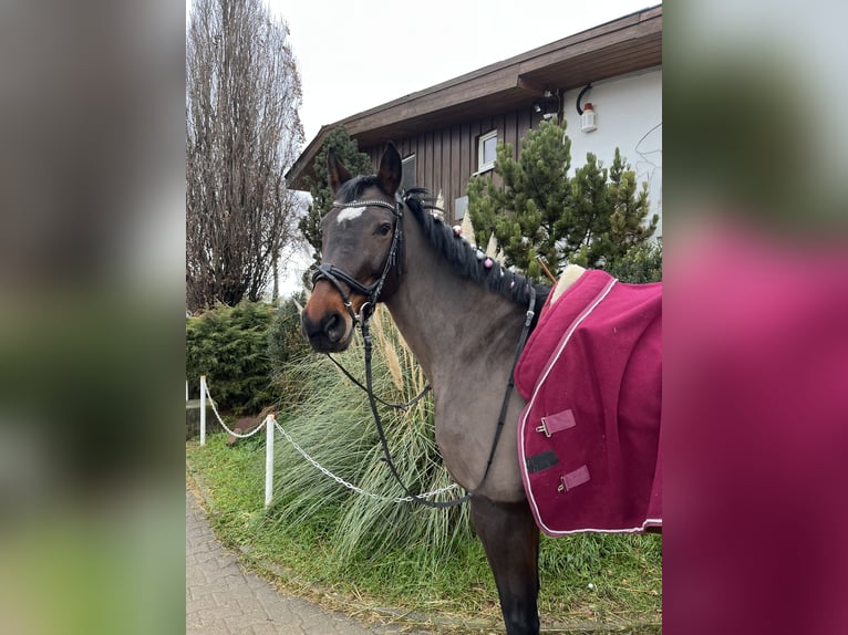Württemberger Stute 17 Jahre 168 cm Dunkelbrauner in Schwieberdingen