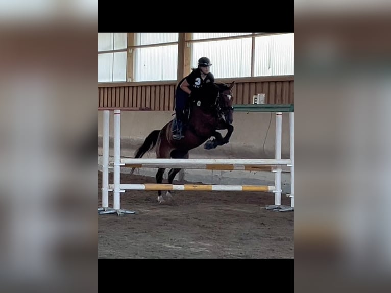 Württemberger Stute 18 Jahre 162 cm Brauner in D&#xF6;rzbach